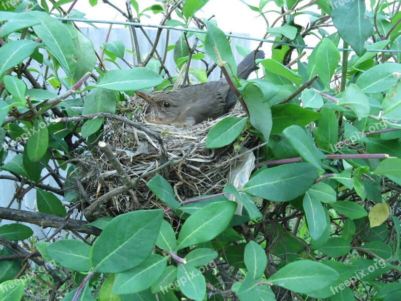 Bird Nest Nesting Free Photos