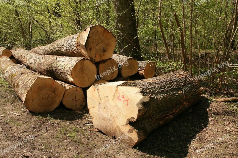 Timber Industry Wood Tree Trunks Forestry Holzstapel