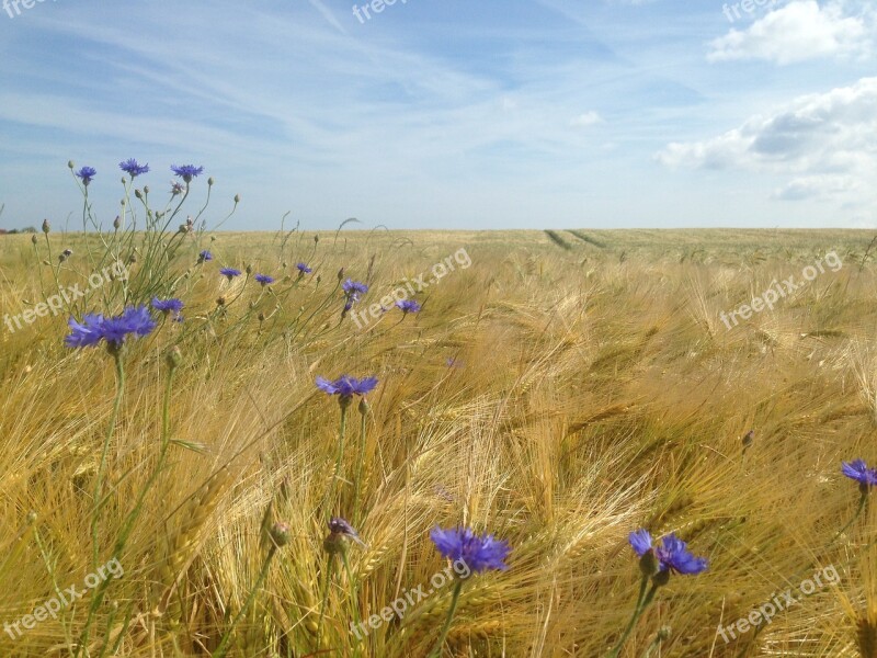 Cornfield Cornflowers Summer Kühlunng Born Free Photos