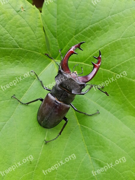 Beetle Roháč Insect Free Photos