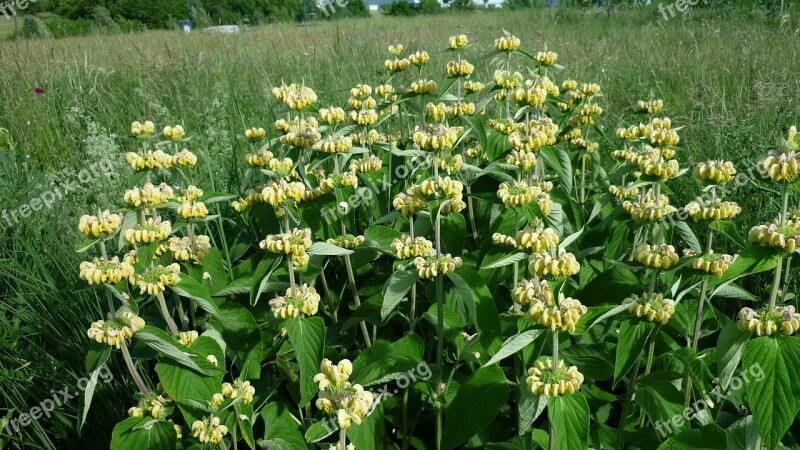 Yellow-nettle Large Flowers Breeding Meadow Attractive Group Of Plant