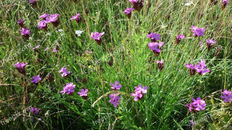 Campion Flowers Reported Wild Flower Often