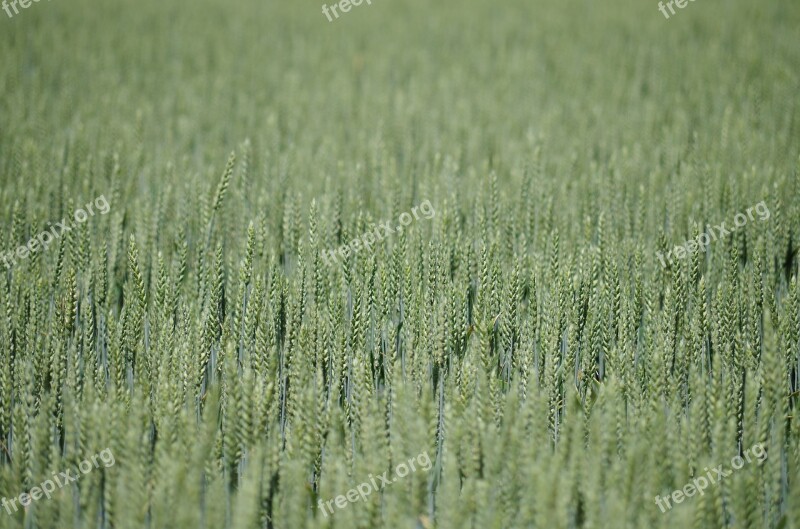 Field The Grain Barley One Time Bread