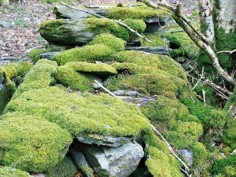 Moss Drystone Wall Woodland Wall Drystone