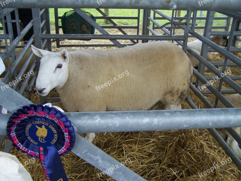 Sheep Agriculture Prizes Farm Animal