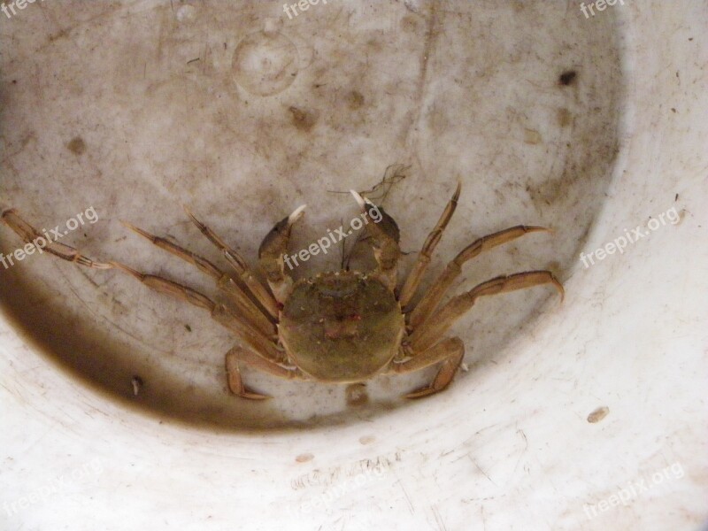 Crab Ijsselmeer Nature Free Photos