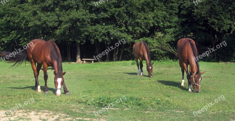 Horses Horse Nature Meadow Forest