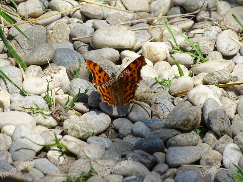 C Falter Edelfalter Butterfly Butterflies Polygonia C Album