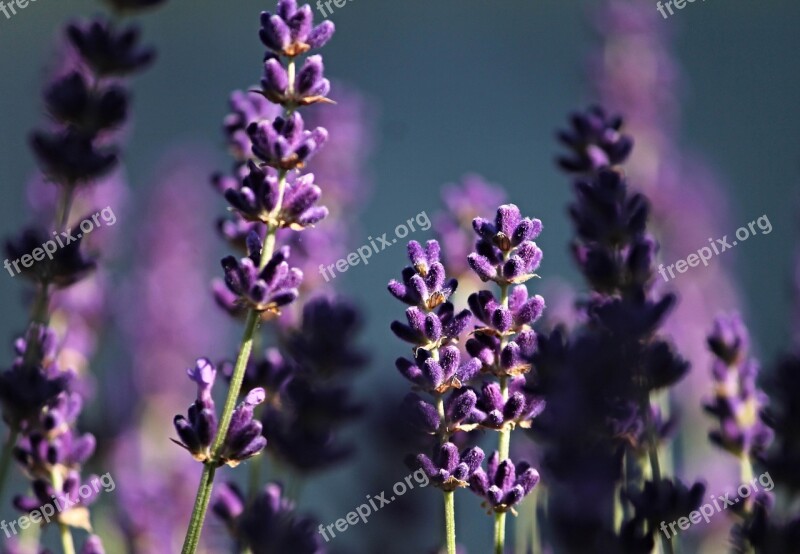 Lavender Purple Violet Lavender Flowers Flower