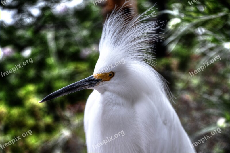 Snowy Egret White Bird Feathers Yellow