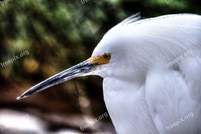 Snowy Egret White Bird Wildlife Yellow