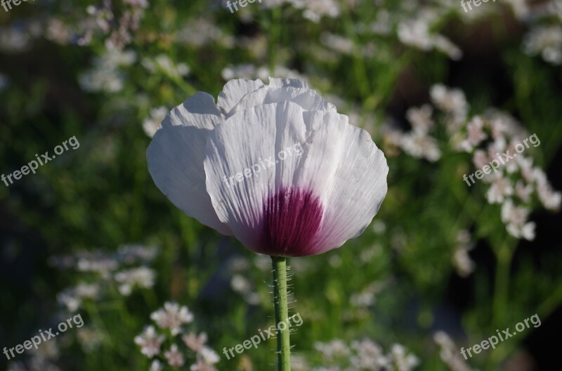 Poppy Flower Plant Makovica Wild Poppy