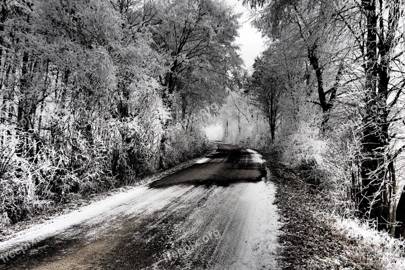 Winter Trees Ice Road Winter Trees