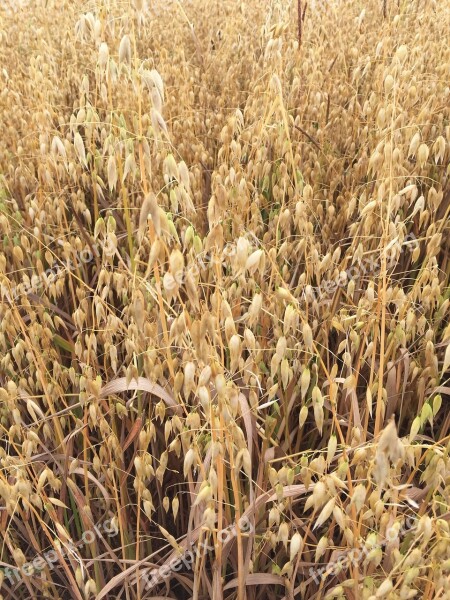 Grasses Grains Field Agriculture Wheat