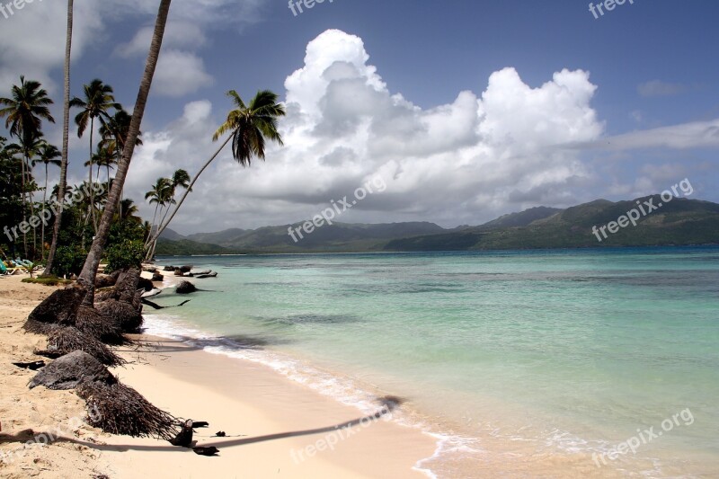 Beach Palm Caribbean Dominican Republic White Sand