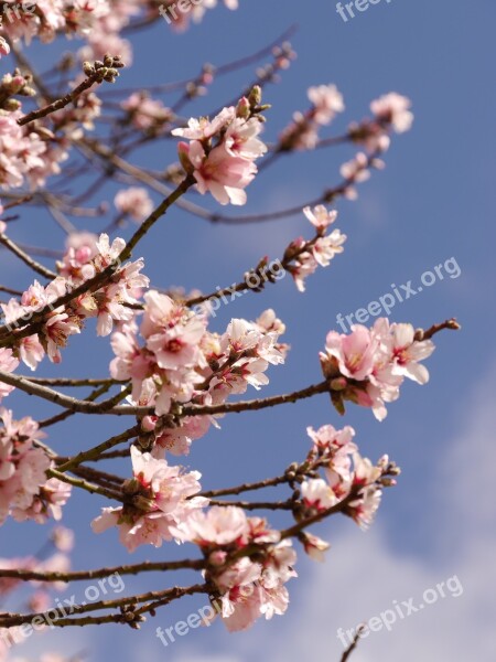 Flower Pink Blossom Bloom Nature