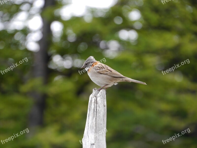 Sparrow Bird Animal Nature Green