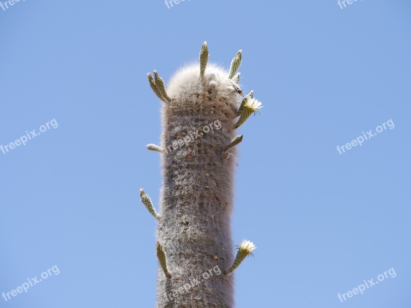 Cactus Cardon Cactus Greenhouse Thorns Plant