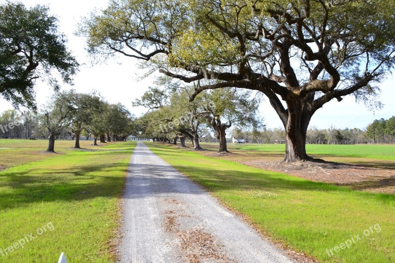 Plantation Oak Trees South Scenic Sc