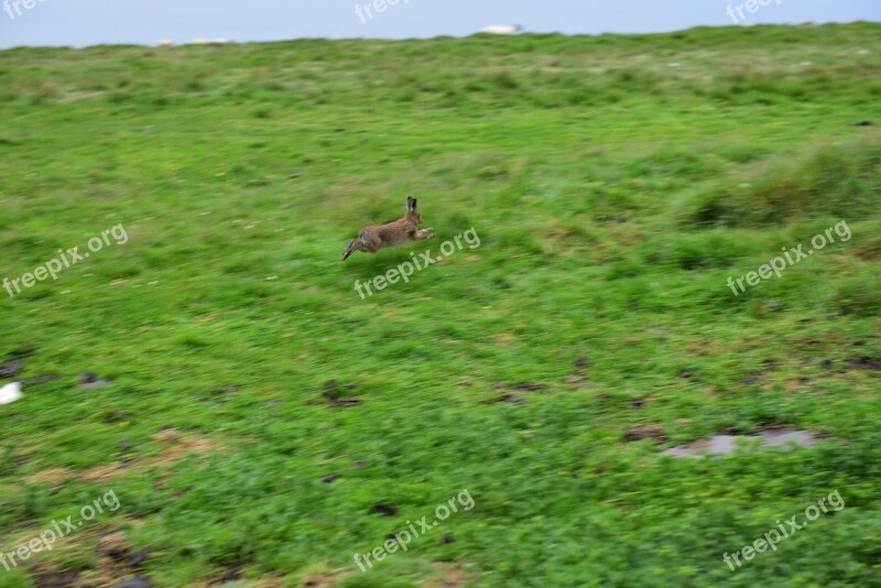 Rabbit Hare Ireland Hopping Animal