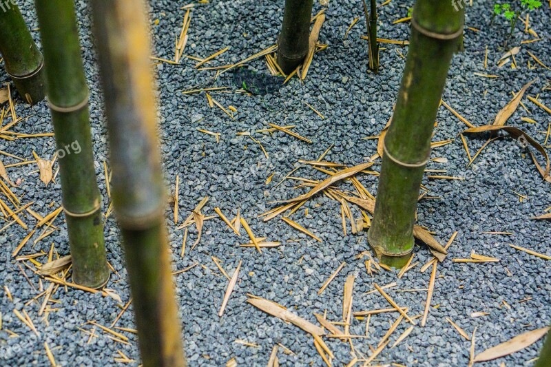 Bamboo Gravel Sand And Gravel Defoliation Free Photos