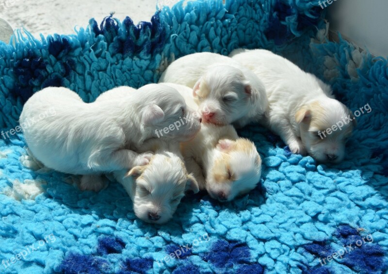 Puppies Cotton Tulear White Dog Animal