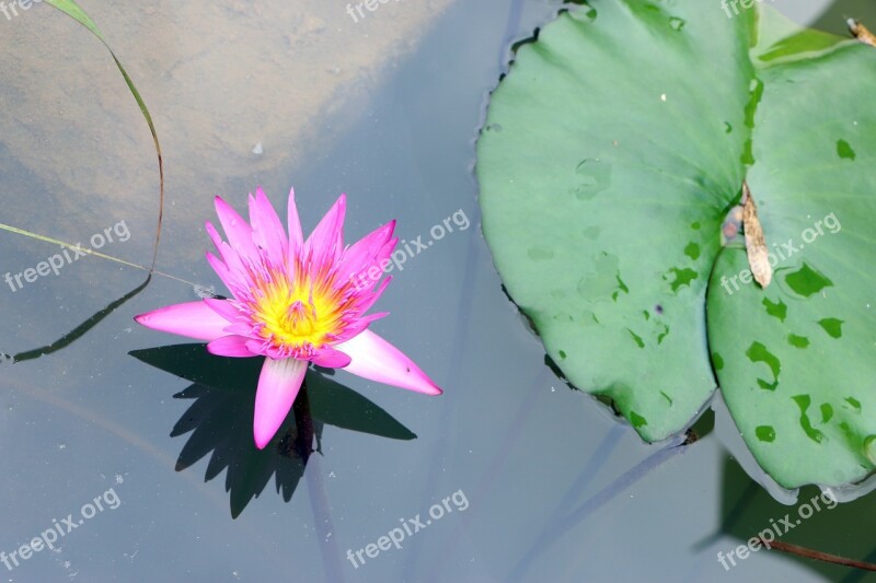 Guilin Garden Expo Pond Water Lilies Lotus