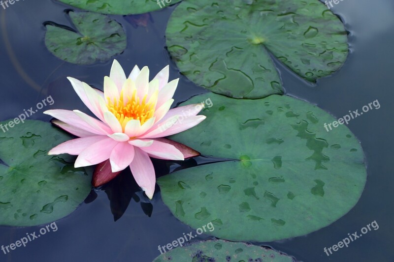 Guilin Garden Expo Pond Water Lilies Lotus