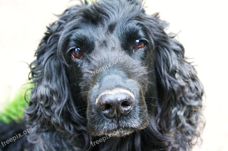 Cocker Spaniel Dog Cocker Canine Spaniel