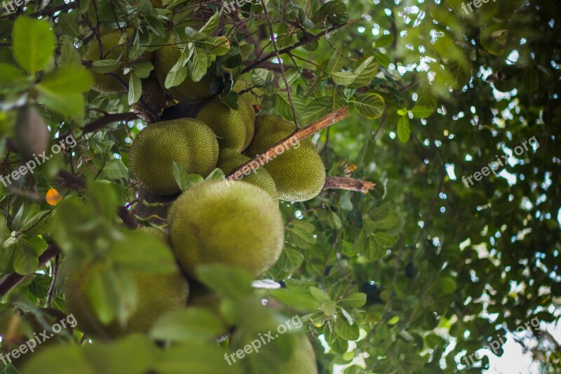 Jackfruit Fruit Food Tropical Fresh