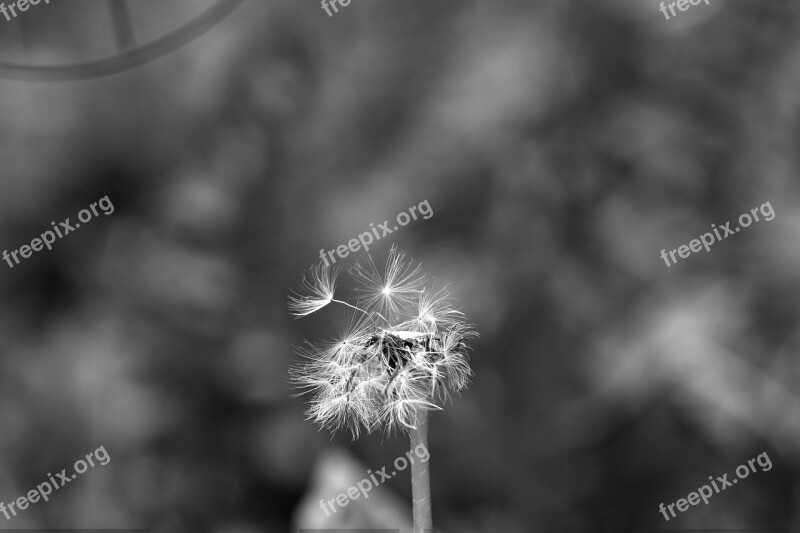 Dandelion Faded Spring Flower Summer Nature