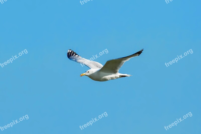 Bird Sea Gull Flight Dollars Non Plains Mongolia