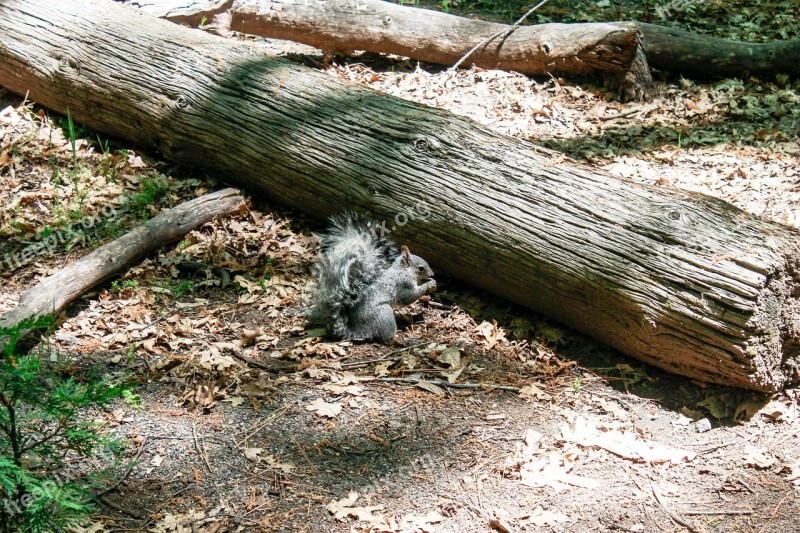 Squirrel Yosemite Usa Rodent Nature