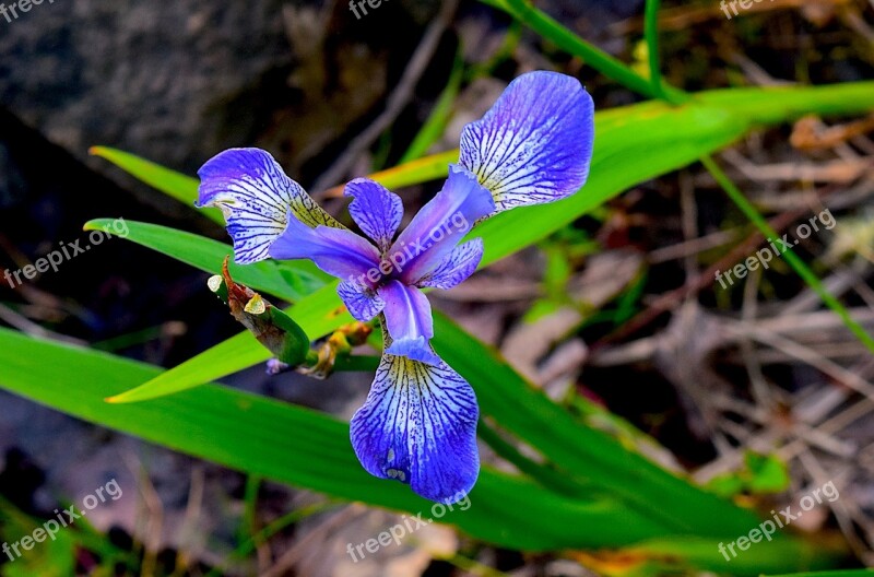 Iris Blue Flower Green Nature