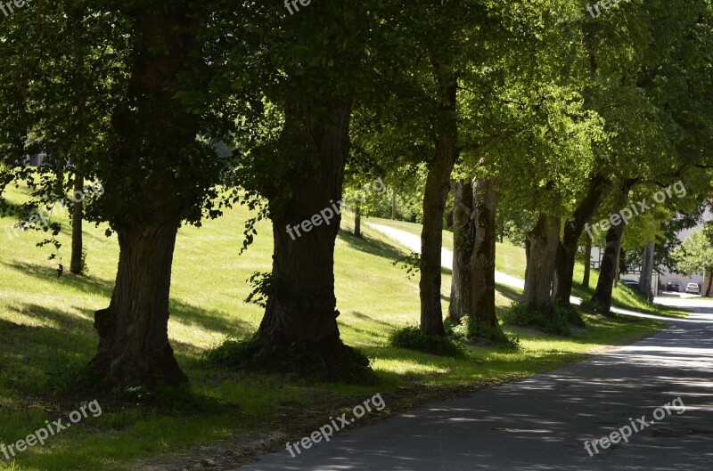 Avenue Trees-old Trees Oak Away Nature