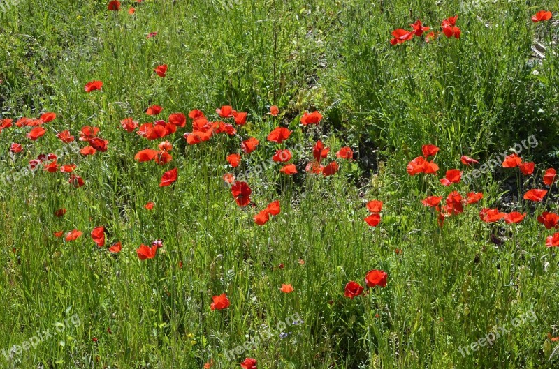 Poppy Meadow Red Flowers Poppy Blossom Bloom