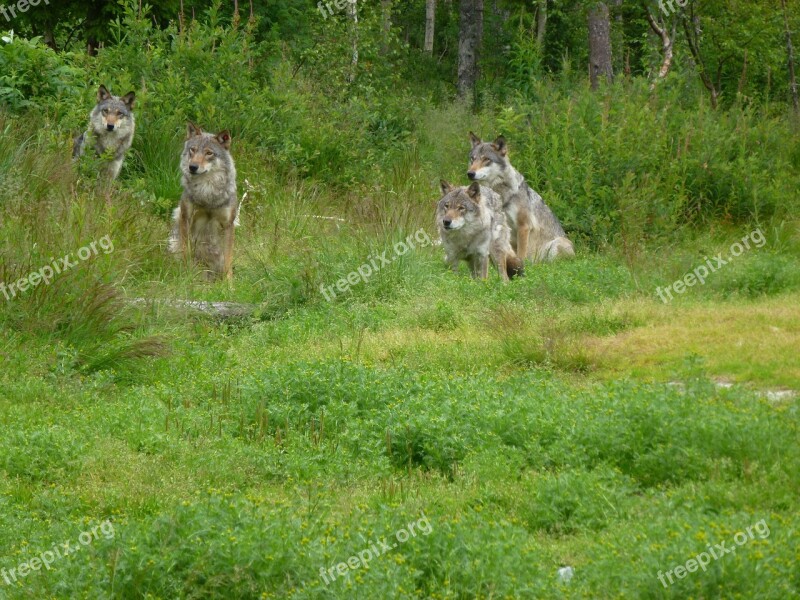 Wolf Predators Hunter Kjøttspiser Forest