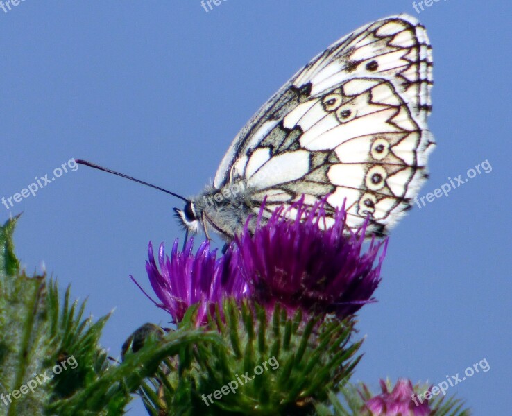 Spring Butterfly Sky Nature Flowers