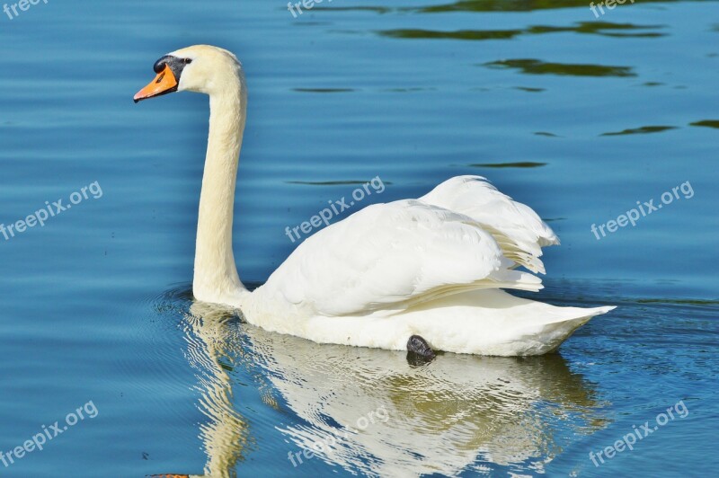 Swan Bird Water Bird Animal White