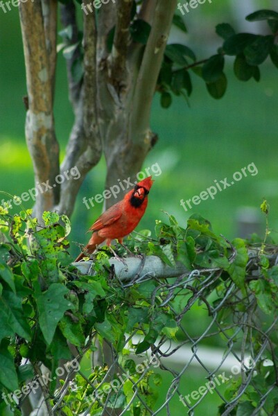 Bird Cardinal Wildlife Colorful Natural