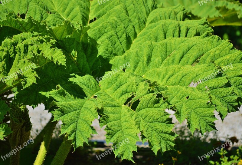 Mammoth Leaf Gunnera Gunnera-tinctoria Leaf Plant Green Leaf