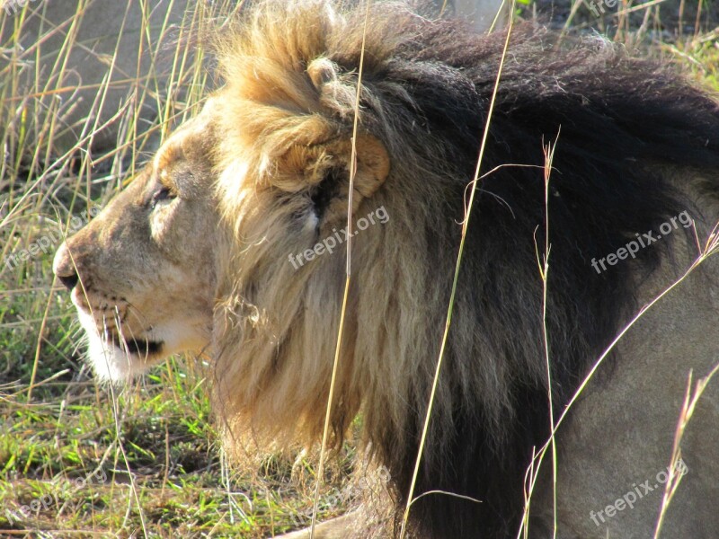 Africa Lion Savannah Safari Sunset