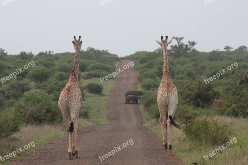 Giraffe Elephant Nature Safari Wildlife