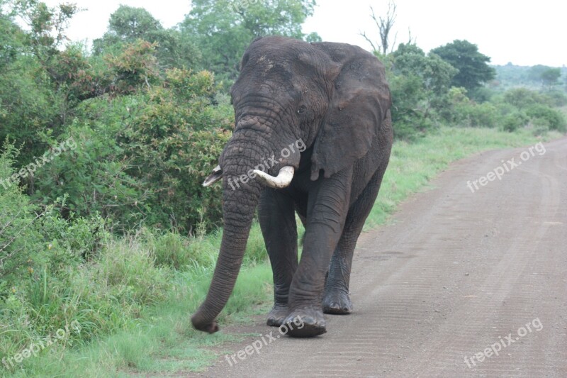 Elephant Safari Kruger National Park South Africa Free Photos