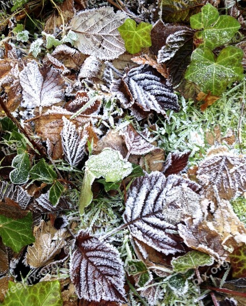 Frost Leaves Autumn Fall Cold