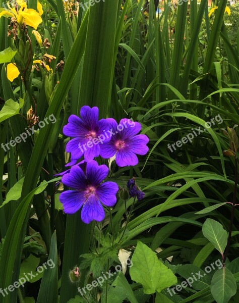 Blooms Blossoms Blooming Plant Floral