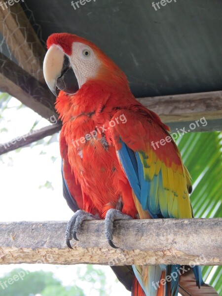 Macaw Ave Animal Tropical Bird Exotic Bird