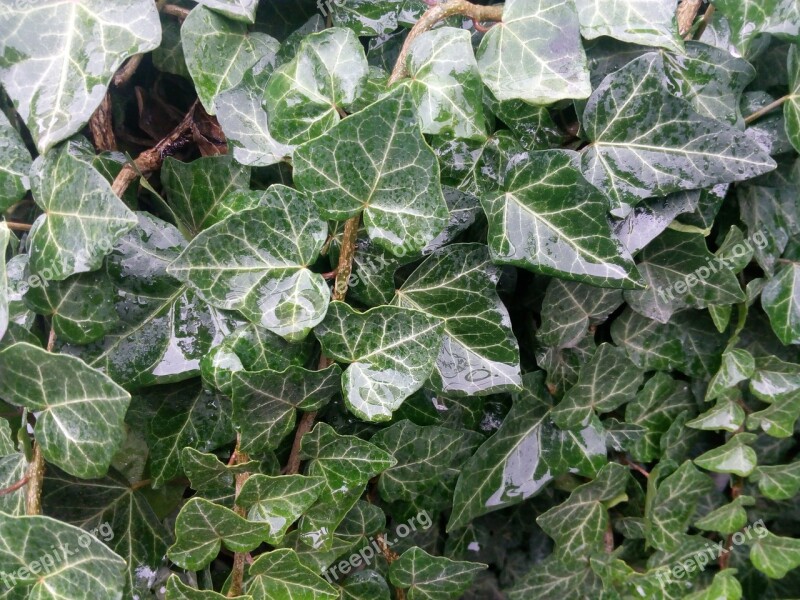 Green Wet Ivy Vertical Wall