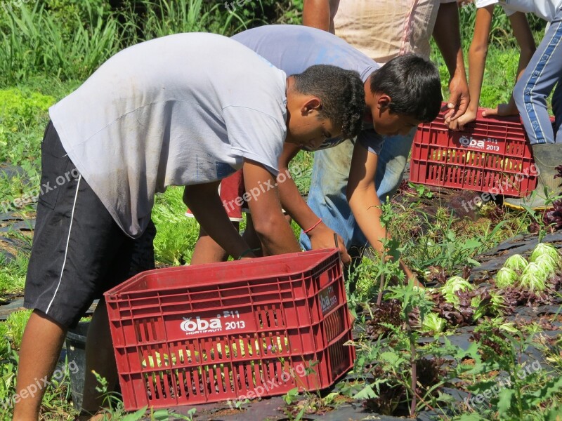 Harvest Horta Agriculture Vegetable Nutrition