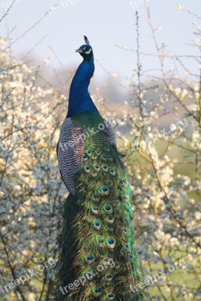 Peacock Feathers Blossom Farm Colourful